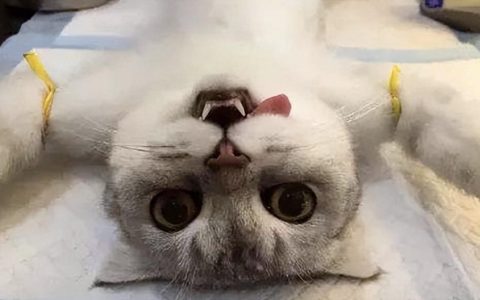 猫咪绝育好不好？猫咪绝育常见问题解答