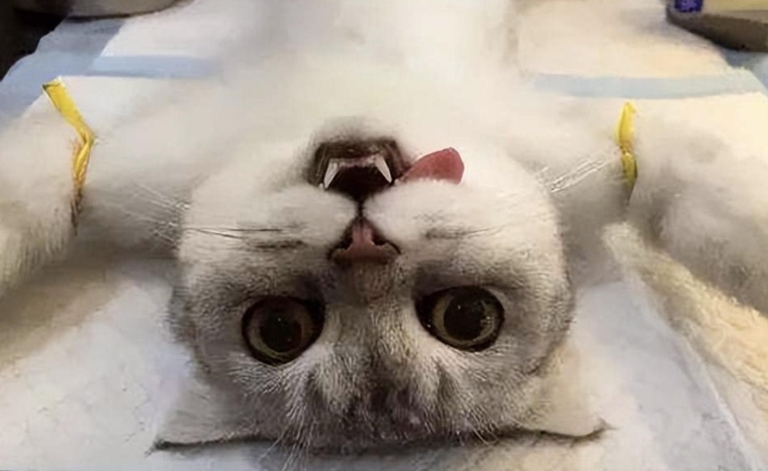 猫咪绝育好不好？猫咪绝育常见问题解答