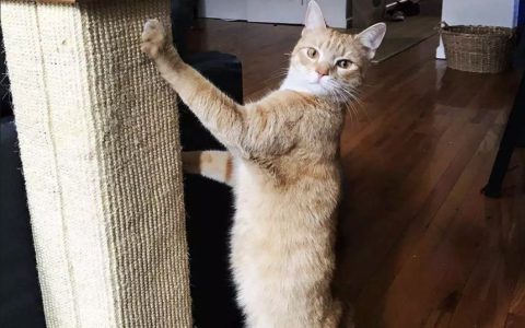 猫咪抓沙发怎么办 ? 如何让猫不再抓沙发？