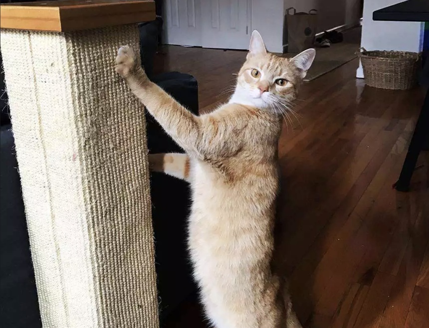 猫咪抓沙发怎么办 ? 如何让猫不再抓沙发？