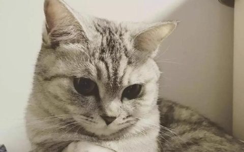 猫咪的正常体温是多少？猫咪体温多少度才算发烧？