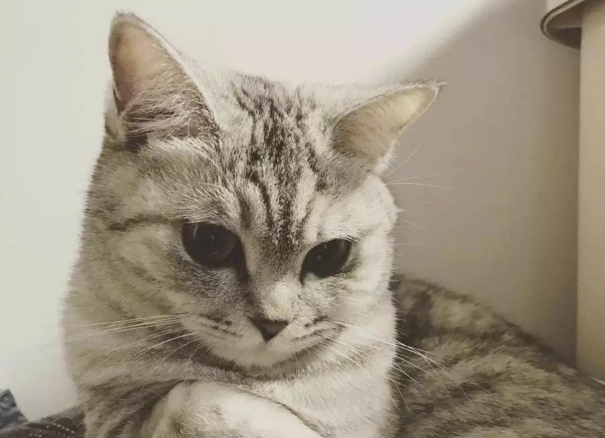 猫咪的正常体温是多少？猫咪体温多少度才算发烧？