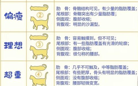 猫咪太胖了该怎么办？如何给猫咪减肥？