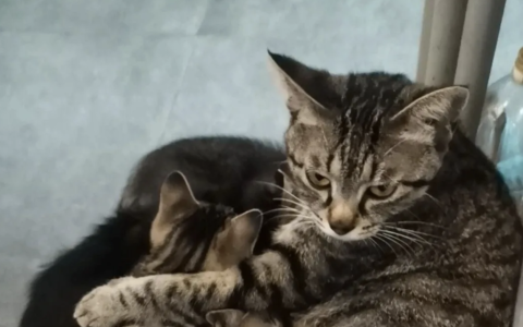 为什么中华田园猫越来越被人宠爱？