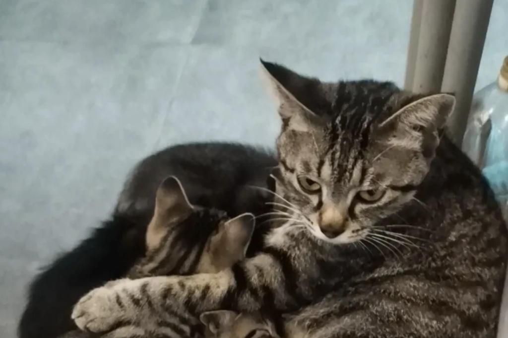 为什么中华田园猫越来越被人宠爱？