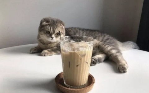 为什么猫咪总爱打翻水杯？（如何防止猫咪打翻水杯）