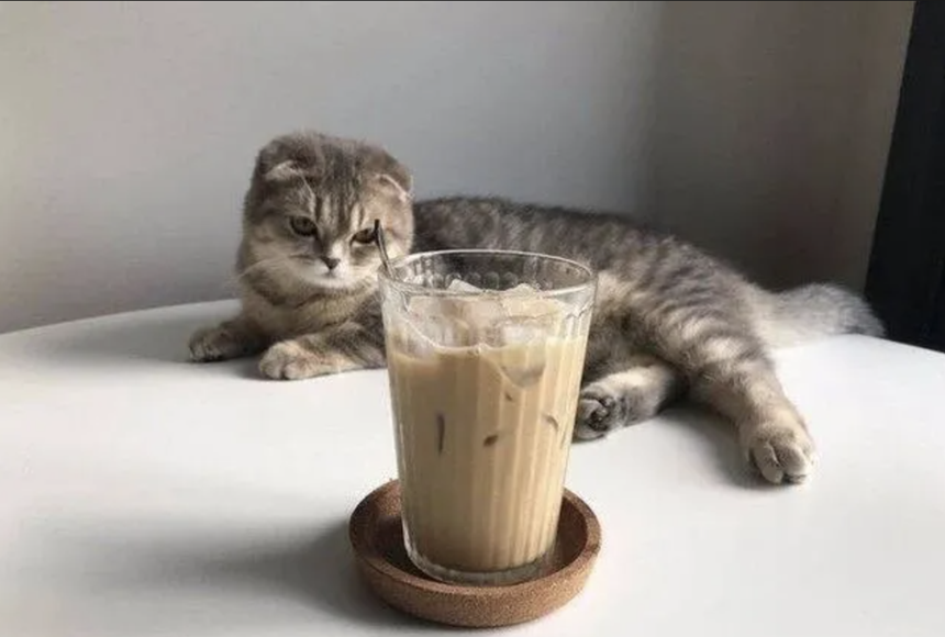 为什么猫咪总爱打翻水杯？（如何防止猫咪打翻水杯）