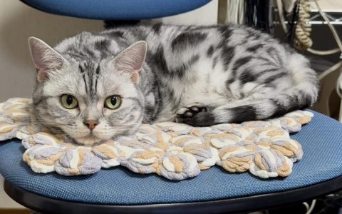 让猫远离“精神内耗”：防止猫咪压力过大的5个小妙招