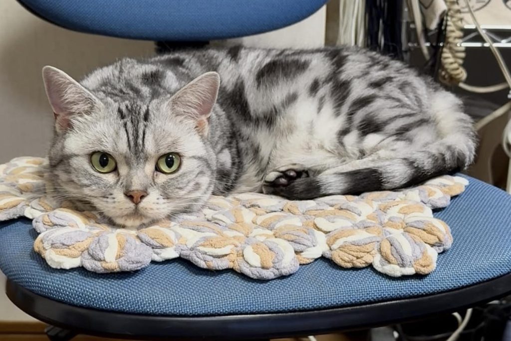 让猫远离“精神内耗”：防止猫咪压力过大的5个小妙招