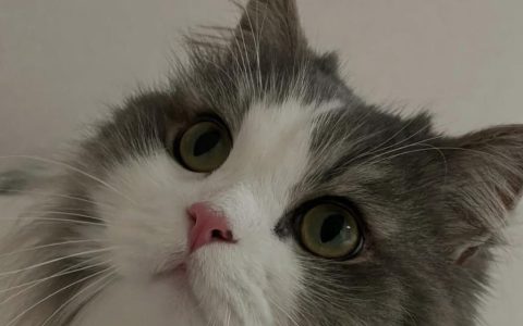 猫咪盯着你看的背后有什么含义，你该怎么回应？