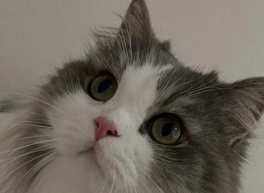 猫咪盯着你看的背后有什么含义，你该怎么回应？