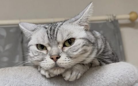 猫咪老了怎么办？如何安排好猫咪的养老？