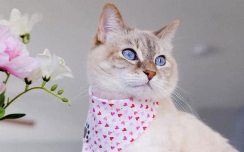 猫咪是“左撇子”还是“右撇子”？如何辨别猫咪的惯用爪？