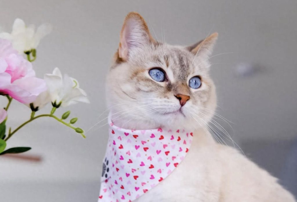 猫咪是“左撇子”还是“右撇子”？如何辨别猫咪的惯用爪？