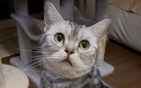 猫和狗能不能和谐共处怎么办？如何让猫和狗和谐共处？