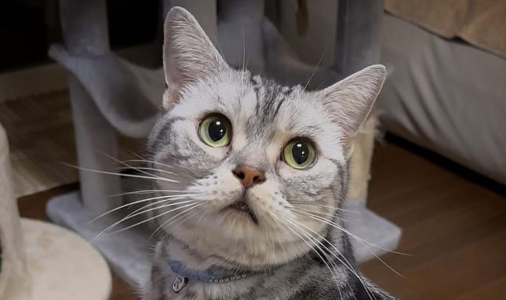 猫和狗能不能和谐共处怎么办？如何让猫和狗和谐共处？