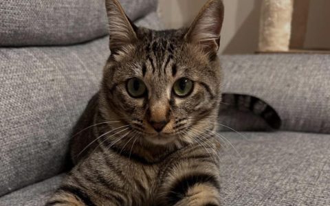 猫咪为何喜欢坐在人腿上放松？