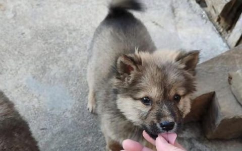 狗狗有没有礼仪？狗狗的5个隐形礼仪