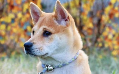 惯狗如杀狗！被宠坏的狗狗，都有这8个坏习惯