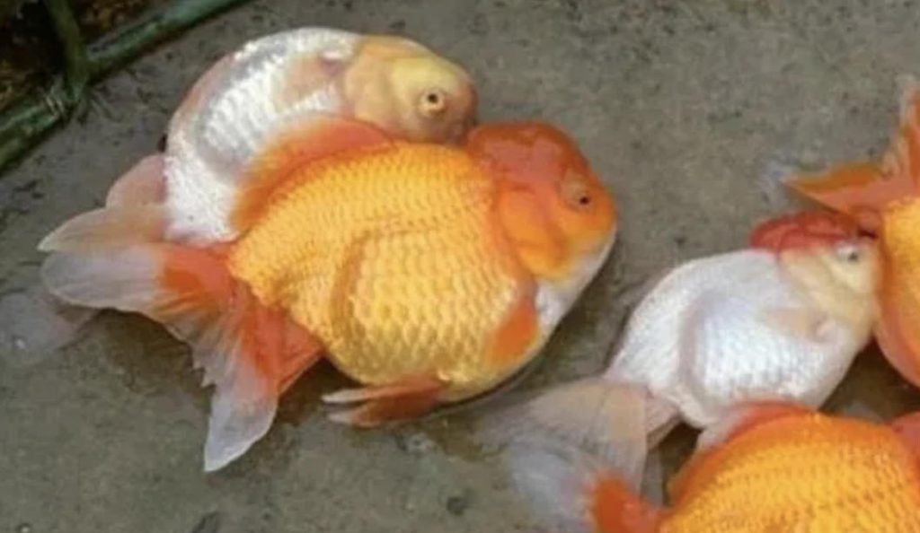 金鱼怎么养？如何养能让寿命延长？