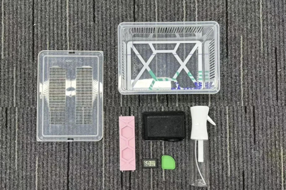 新手如何饲养睫角守宫？（睫角守宫饲养全攻略）