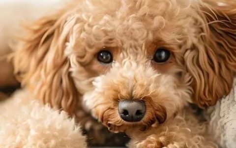 狗狗坐车晕车怎么办？