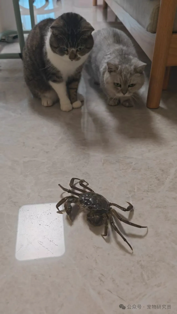 猫咪品种鄙视链，哪种猫咪最受鄙视？哪种最受青睐？