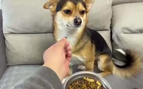 狗狗为什么会挑食？狗狗挑食不吃饭怎么办？