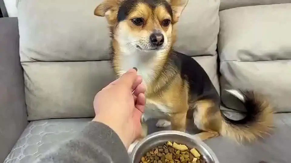 狗狗为什么会挑食?狗狗挑食不吃饭怎么办?