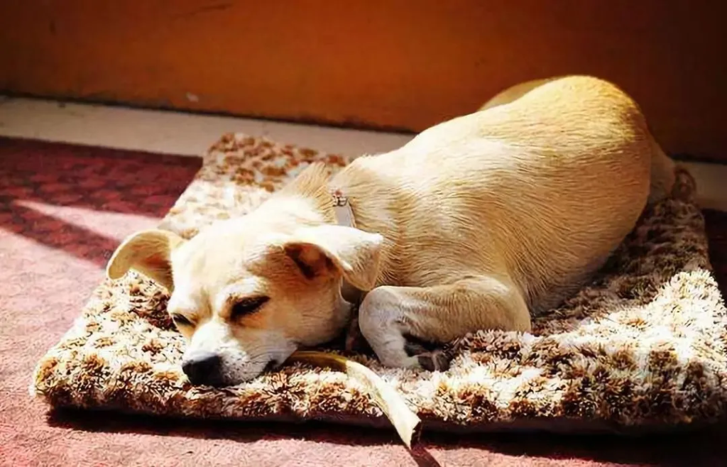 什么是宠物憋尿、尿闭？（宠物憋尿、尿闭如何预防和治疗？）