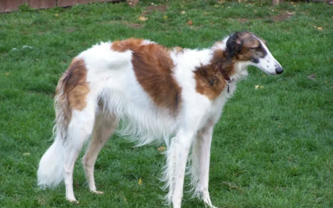 狗狗品种介绍：俄罗斯猎狼犬（俄罗斯猎狼犬的形态和性格特征）