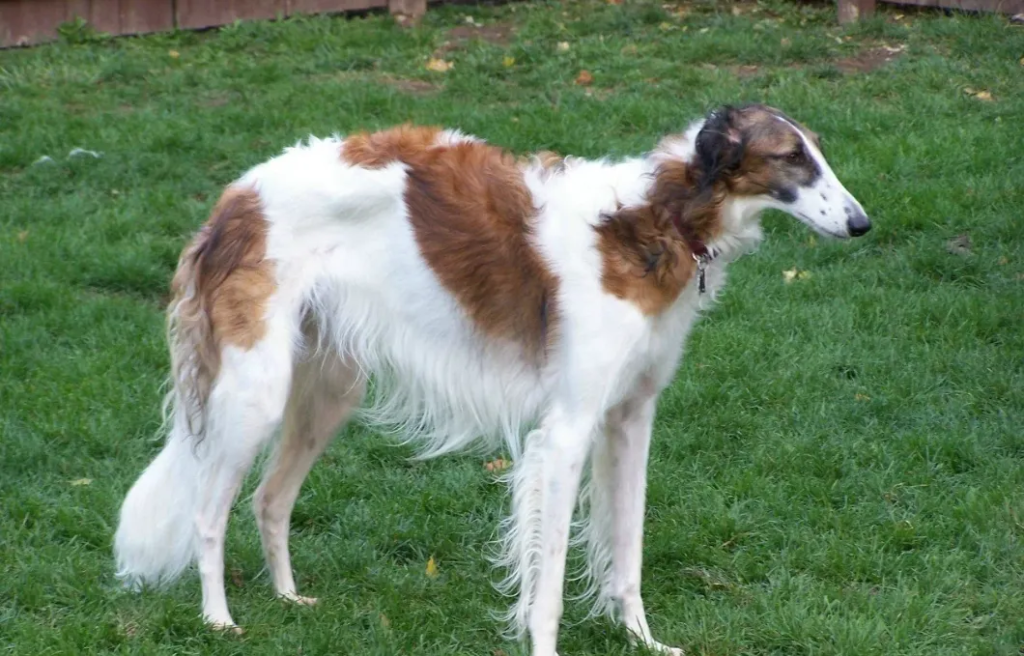 狗狗品种介绍：俄罗斯猎狼犬（俄罗斯猎狼犬的形态和性格特征）