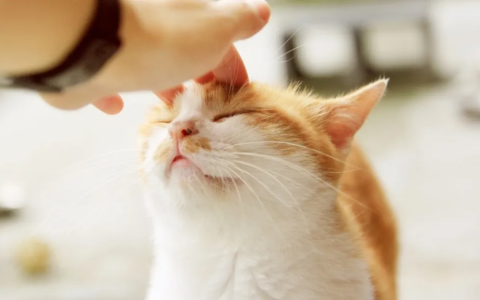 猫咪胃胀气的症状有哪些？如何预防猫咪胃胀气？