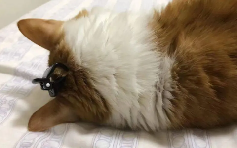 猫咪的蒜瓣毛就是养得好吗？怎么从猫咪毛发看健康状态？