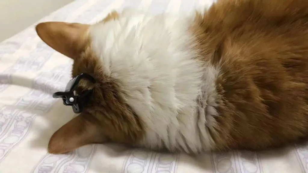 猫咪的蒜瓣毛就是养得好吗？怎么从猫咪毛发看健康状态？