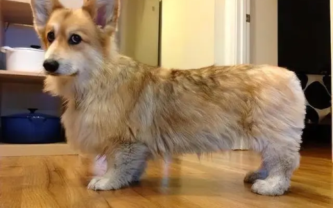 狗狗尴尬期是什么意思？狗狗尴尬期有什么表现？需要注意什么？