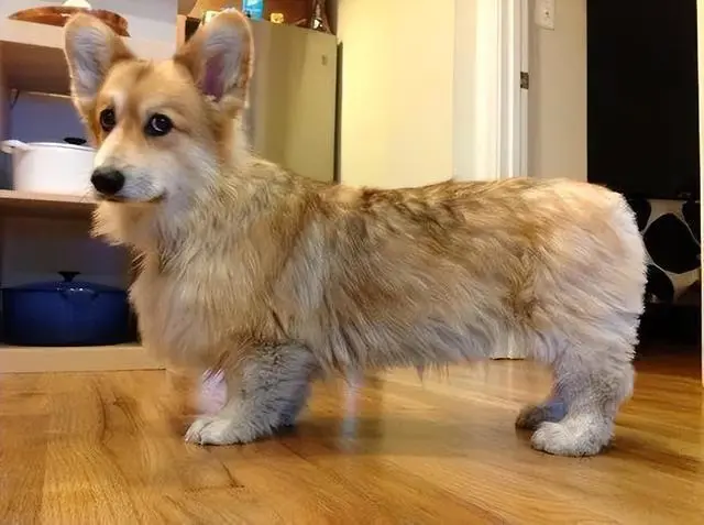 狗狗尴尬期是什么意思？狗狗尴尬期有什么表现？需要注意什么？