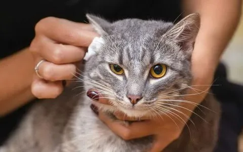 猫咪耳朵看起来不脏但为什么还是会挠和摇头？怎么解决？
