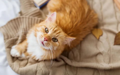 猫咪肠胃炎的症状、原因及治疗方法