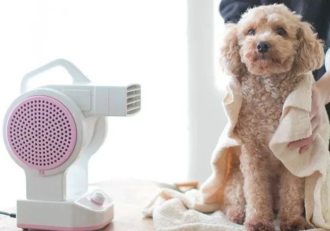 狗狗冬天要不要洗澡？（狗狗冬天洗澡注意事项）