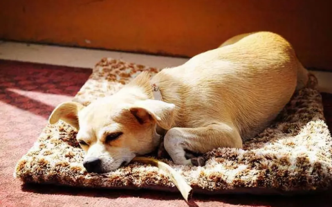 哪些狗狗不能养？5种“不吉利”的狗，千万不能养