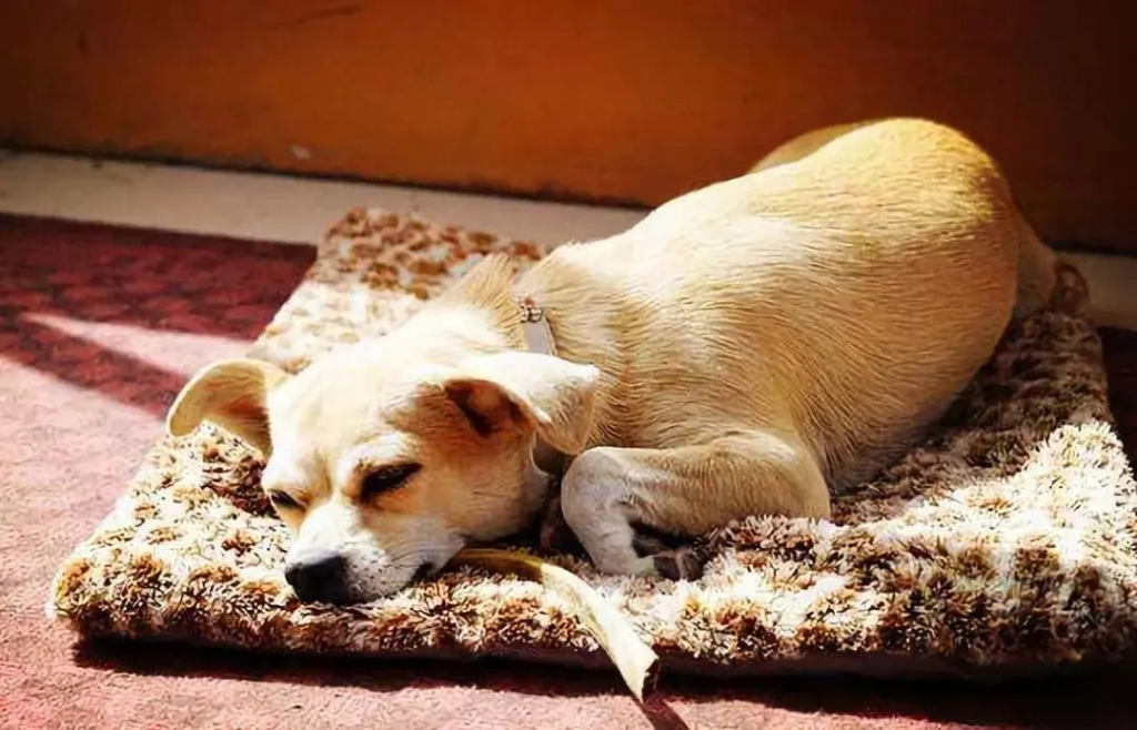 狗狗冬天会怕冷吗？狗狗怕冷的表现有哪些？如何保暖？