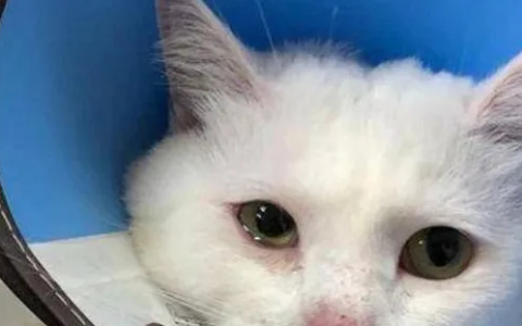 猫咪眼屎多是病吗？如何观察猫咪眼屎颜色，判断猫咪状况？