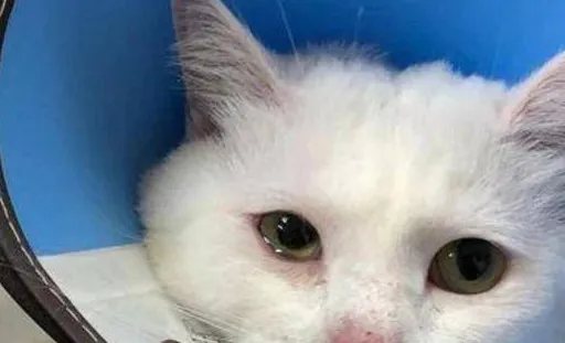 猫咪眼屎多是病吗？如何观察猫咪眼屎颜色，判断猫咪状况？