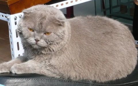 如何判断猫咪是否衰老？（猫咪衰老的状况有哪些？）