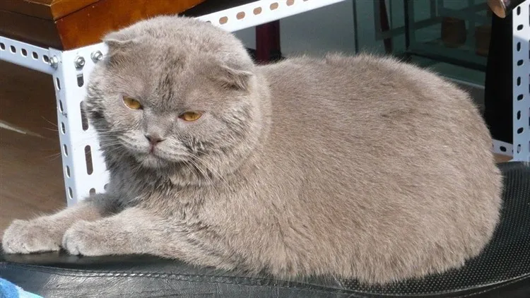 如何判断猫咪是否衰老？（猫咪衰老的状况有哪些？）