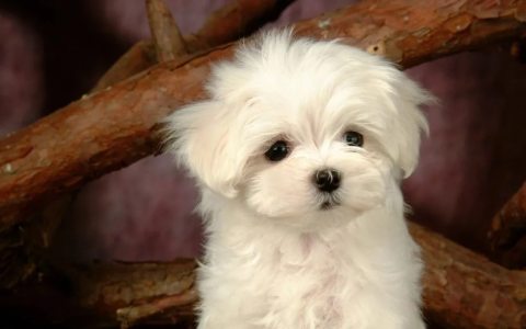 狗狗有狗藓怎么办？（如何预防和治疗狗藓？）