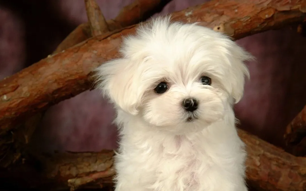 狗狗有狗藓怎么办？（如何预防和治疗狗藓？）