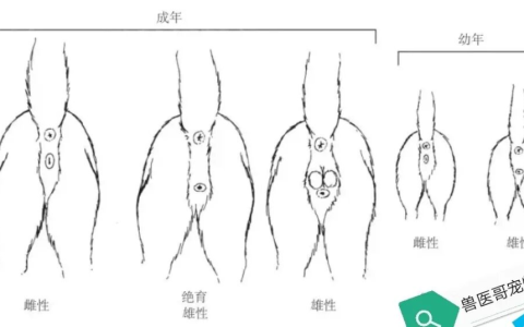 幼猫怎么区分公母？（如何区分幼猫的性别？）