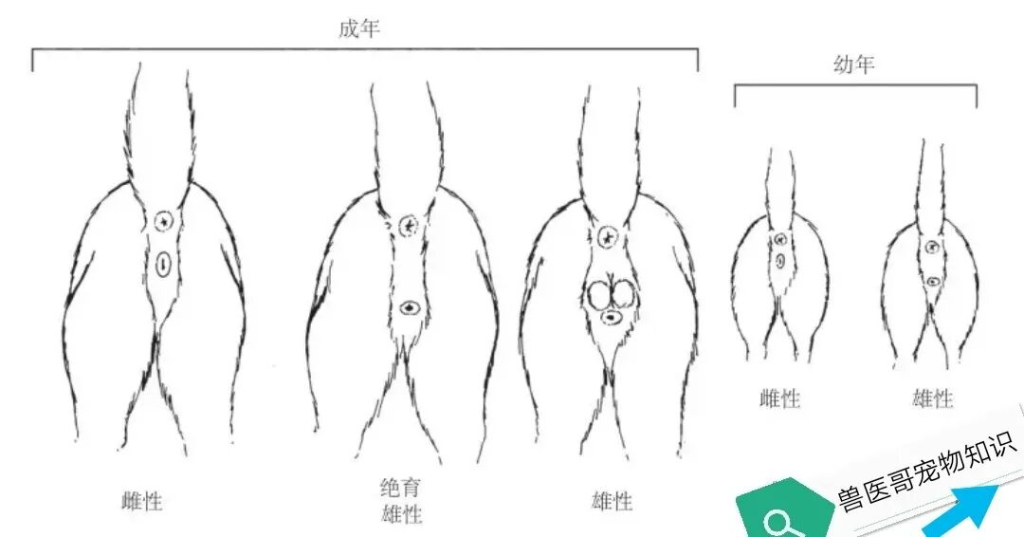 幼猫怎么区分公母？（如何区分幼猫的性别？）